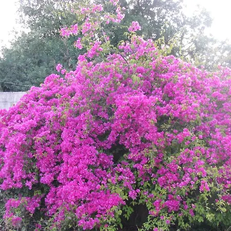 Skoutari Beach スコウタリオン